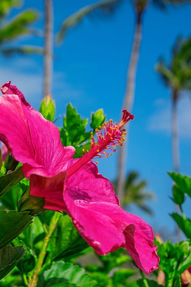 Hibiscus art print by Lisa S. Engelbrecht for $57.95 CAD