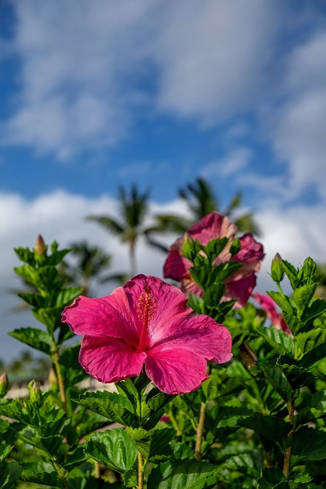 Hibiscus art print by Lisa S. Engelbrecht for $57.95 CAD
