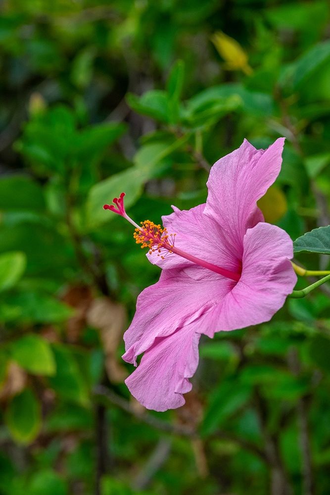 Hibiscus art print by Lisa S. Engelbrecht for $57.95 CAD