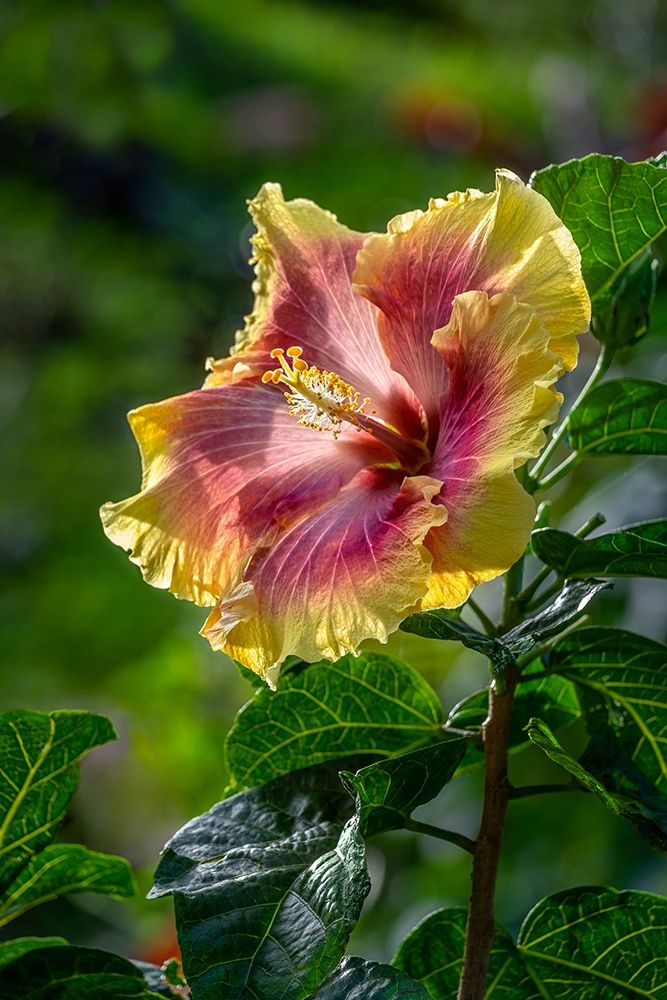 Hibiscus flower art print by Lisa S. Engelbrecht for $57.95 CAD