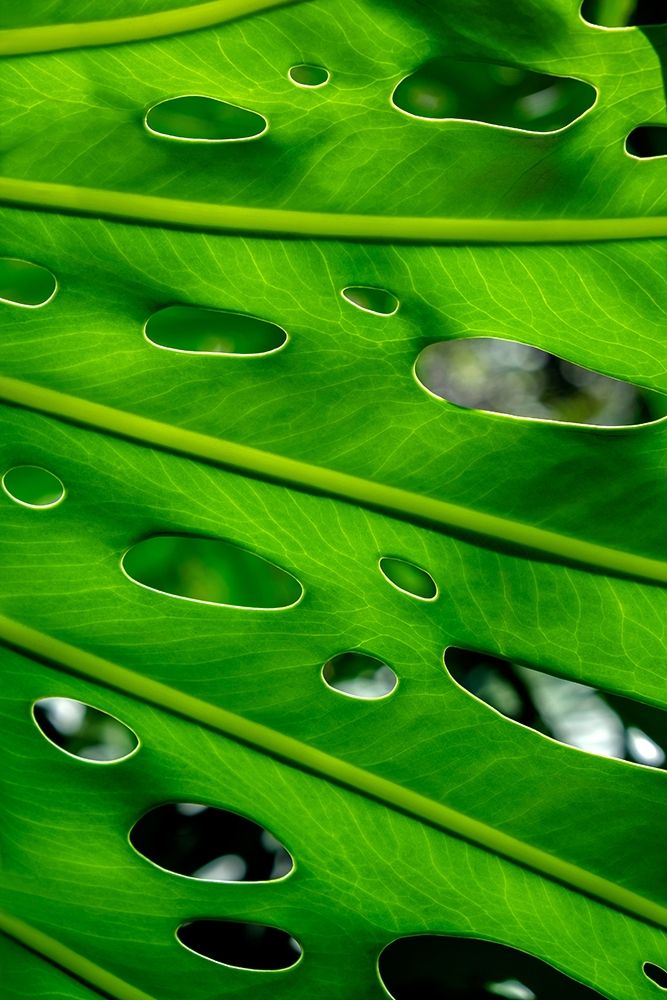 Hurricane Plant art print by Lisa S. Engelbrecht for $57.95 CAD