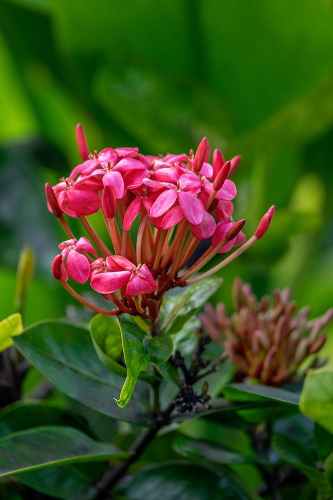 Ixora coccinea art print by Lisa S. Engelbrecht for $57.95 CAD