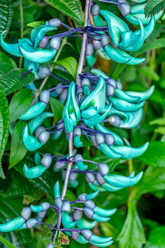 Jade vine art print by Lisa S. Engelbrecht for $57.95 CAD