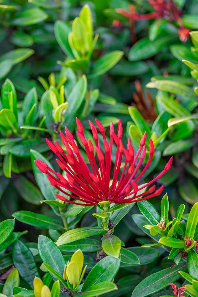 Jungle flame art print by Lisa S. Engelbrecht for $57.95 CAD