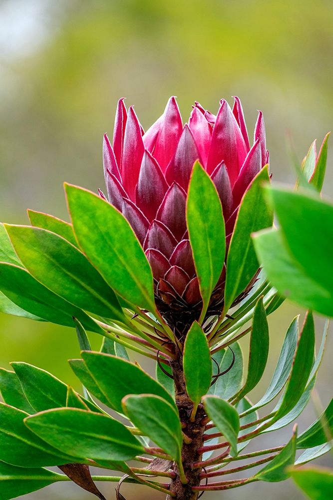 King Protea flower art print by Lisa S. Engelbrecht for $57.95 CAD