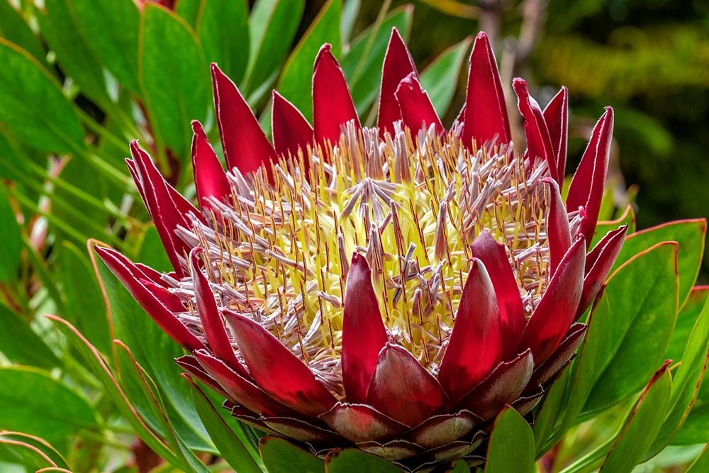 King Protea flower art print by Lisa S. Engelbrecht for $57.95 CAD