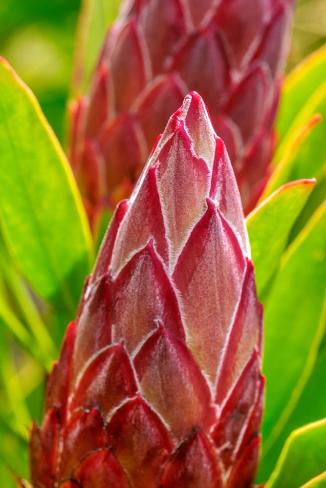 King Protea flower art print by Lisa S. Engelbrecht for $57.95 CAD
