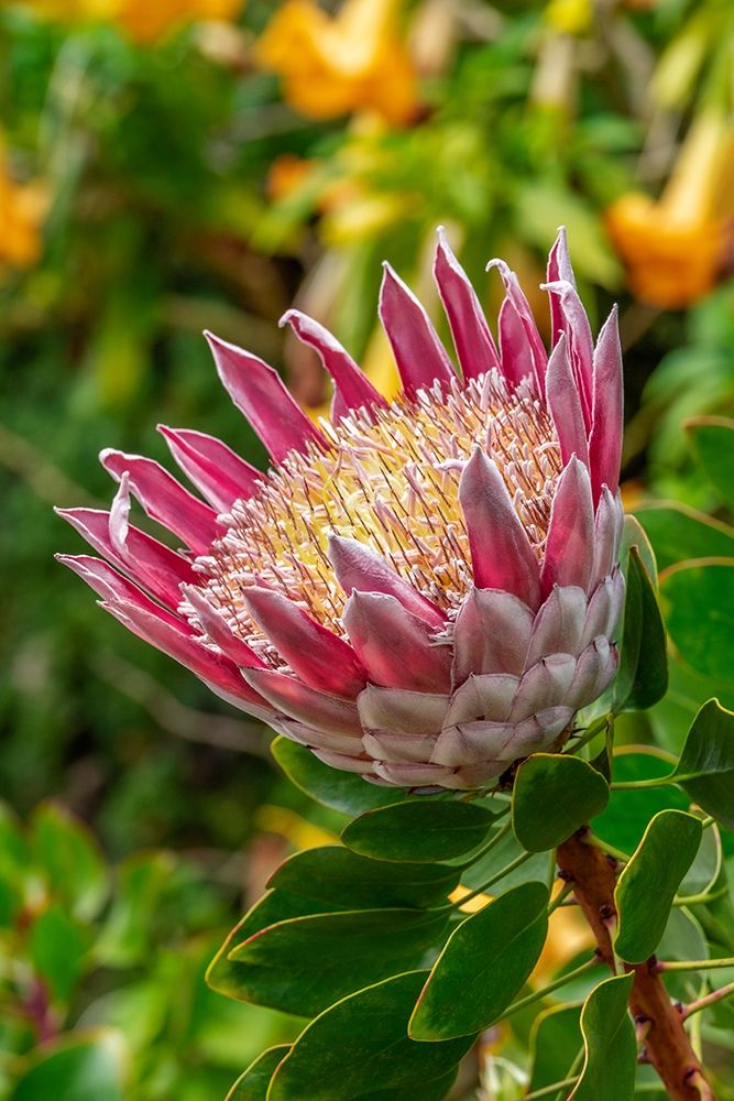 King Protea flower art print by Lisa S. Engelbrecht for $57.95 CAD
