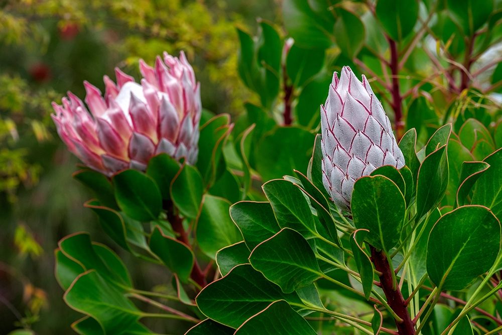 King Protea flower art print by Lisa S. Engelbrecht for $57.95 CAD