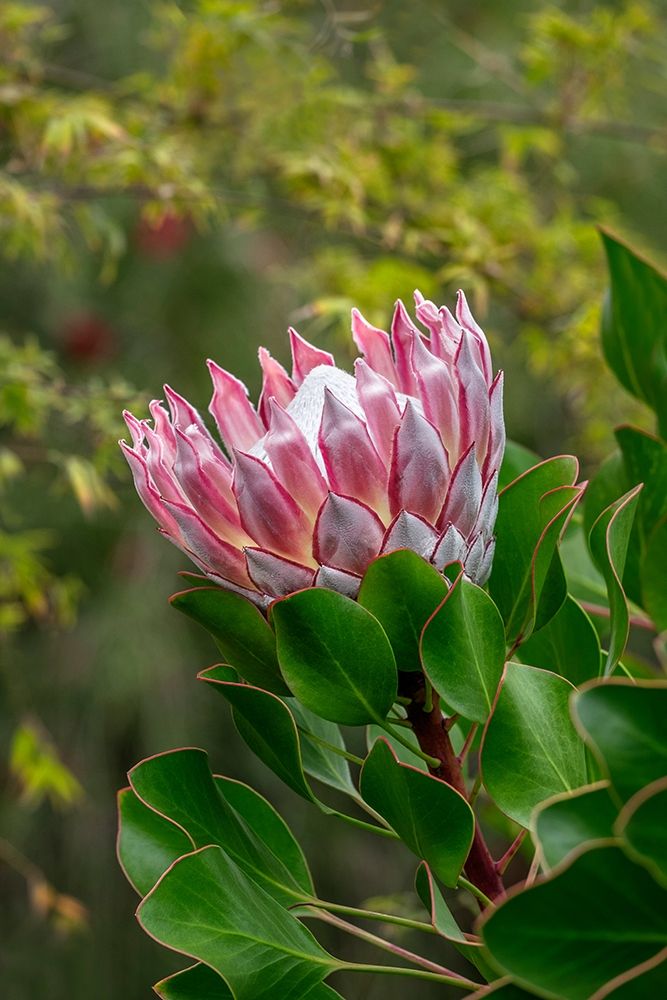 King Protea flower art print by Lisa S. Engelbrecht for $57.95 CAD