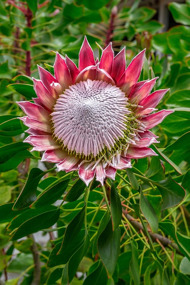 King Protea flower art print by Lisa S. Engelbrecht for $57.95 CAD