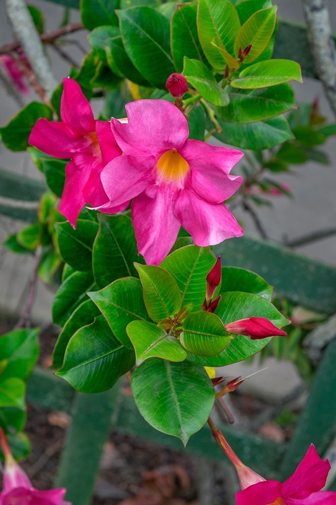 Mandevilla-Mexican love vine art print by Lisa S. Engelbrecht for $57.95 CAD