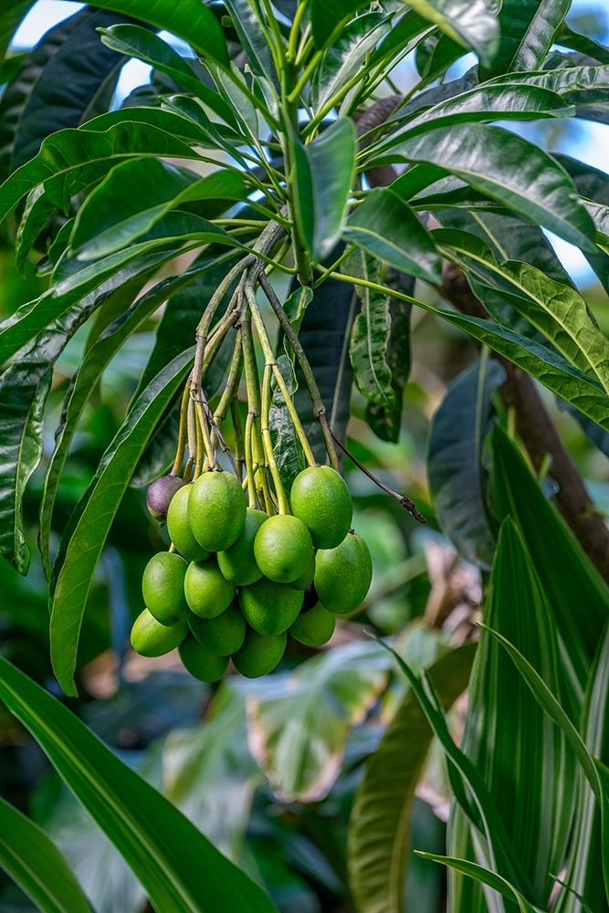 Mango fruit tree art print by Lisa S. Engelbrecht for $57.95 CAD