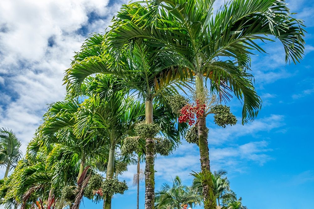 Manila Palm trees art print by Lisa S. Engelbrecht for $57.95 CAD