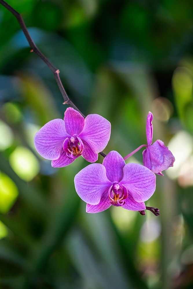 Moth Orchid art print by Lisa S. Engelbrecht for $57.95 CAD
