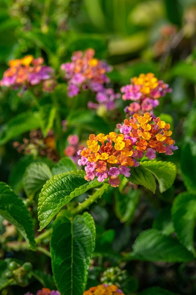 Multi-colored Lantana art print by Lisa S. Engelbrecht for $57.95 CAD