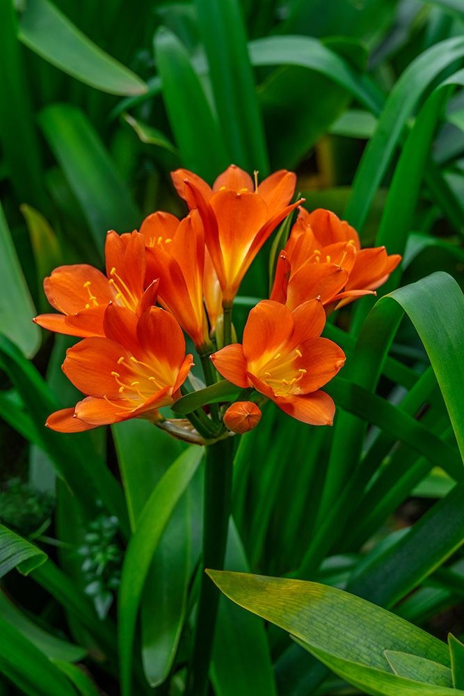 Orange Clivia art print by Lisa S. Engelbrecht for $57.95 CAD