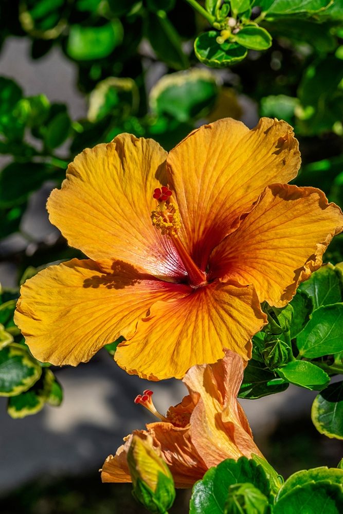Orange Hibiscus art print by Lisa S. Engelbrecht for $57.95 CAD