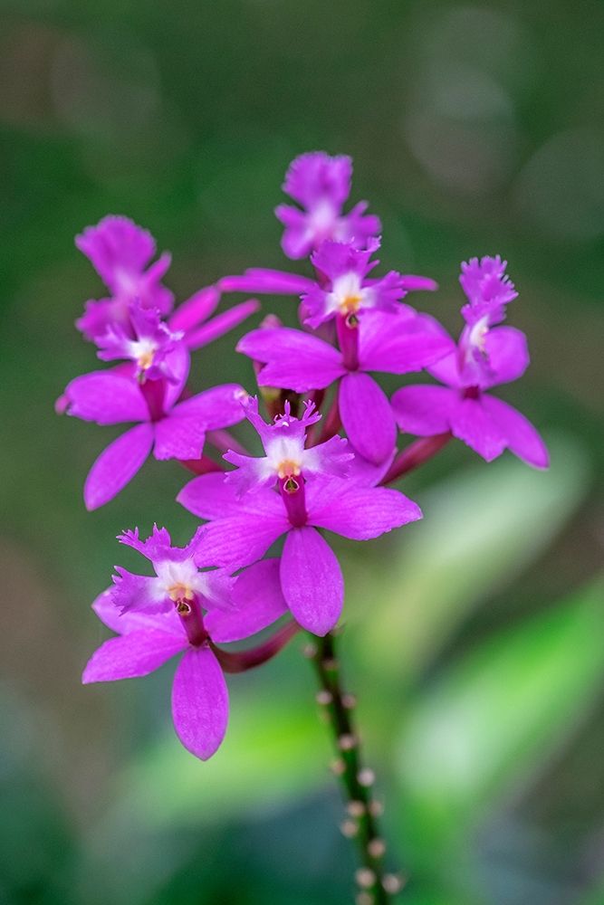 Orchid-Epidendrum art print by Lisa S. Engelbrecht for $57.95 CAD