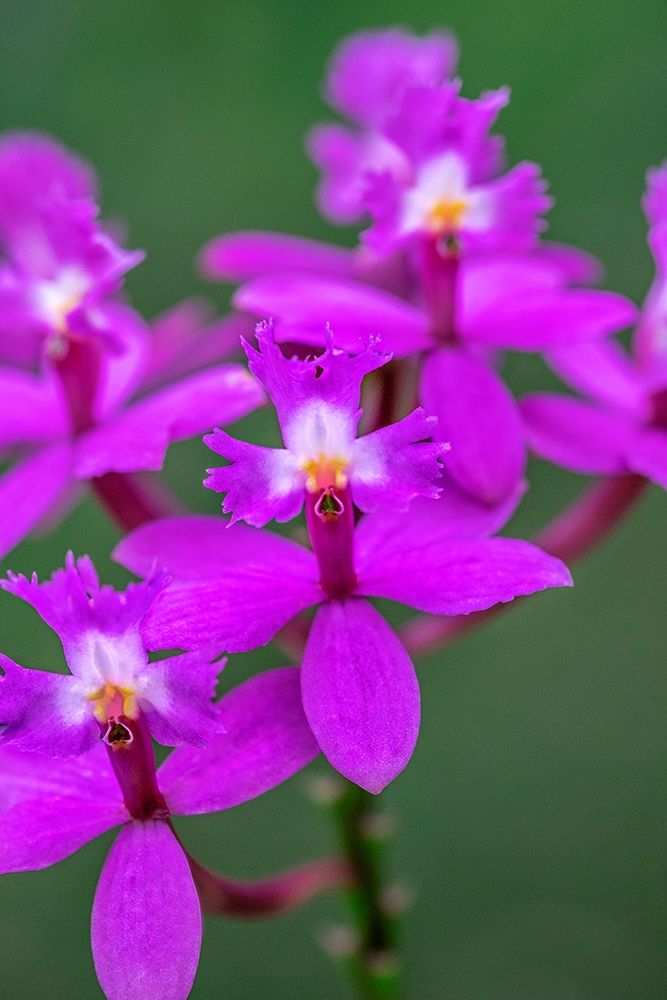 Orchid-Epidendrum art print by Lisa S. Engelbrecht for $57.95 CAD