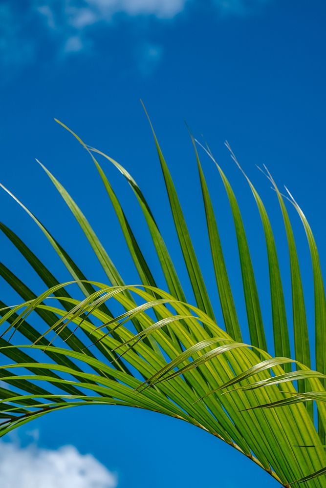 Palm frond art print by Lisa S. Engelbrecht for $57.95 CAD