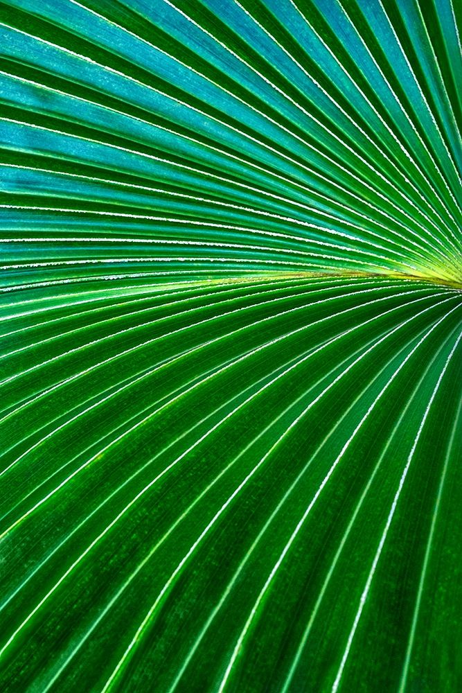 Palm frond art print by Lisa S. Engelbrecht for $57.95 CAD