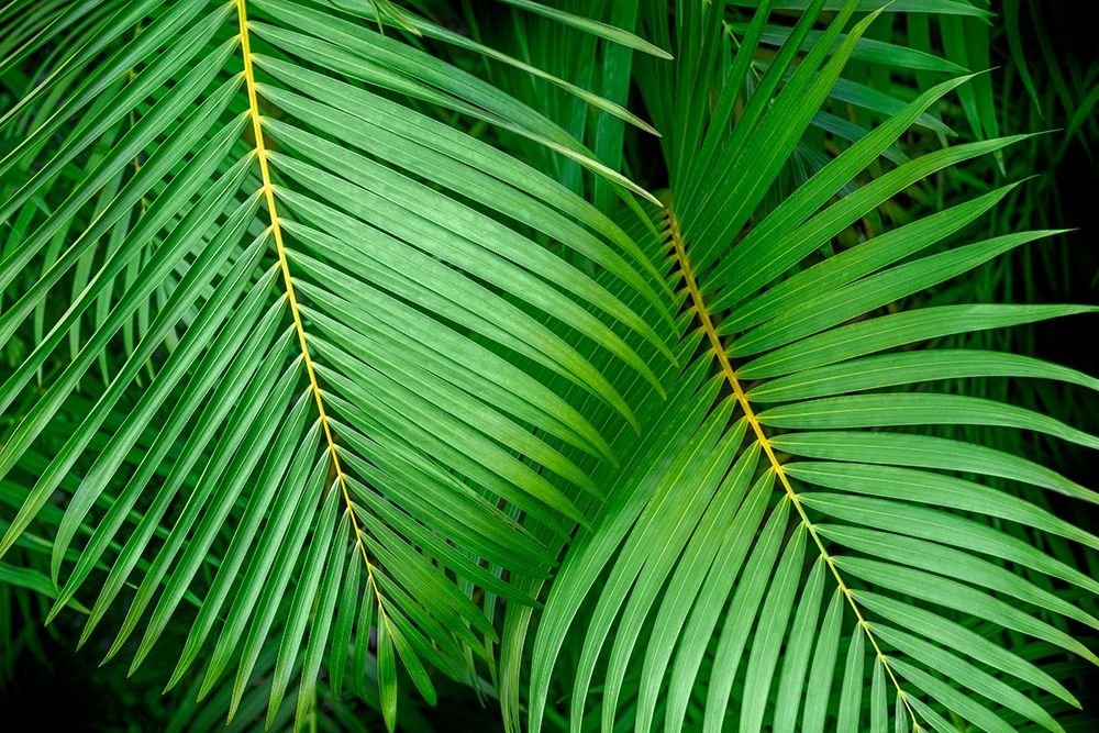 Palm fronds art print by Lisa S. Engelbrecht for $57.95 CAD