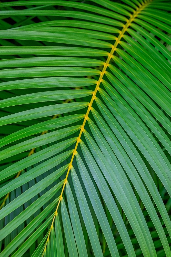 Palm fronds art print by Lisa S. Engelbrecht for $57.95 CAD