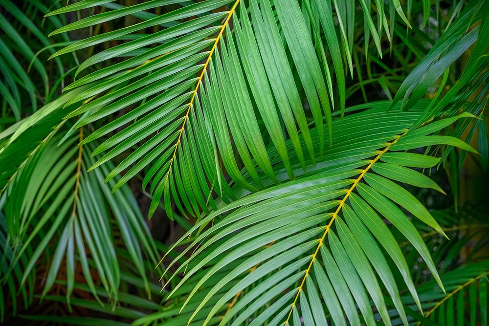 Palm fronds art print by Lisa S. Engelbrecht for $57.95 CAD