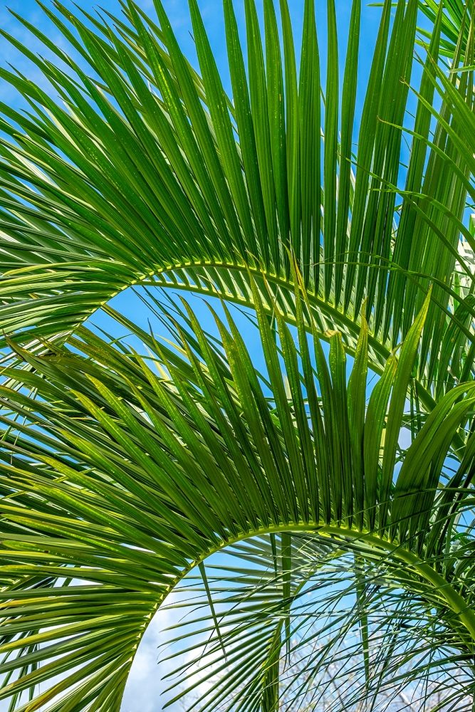 Palm fronds art print by Lisa S. Engelbrecht for $57.95 CAD