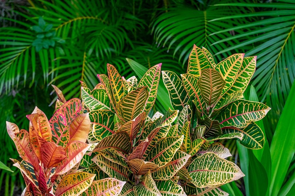 Palm fronds and Croton plants art print by Lisa S. Engelbrecht for $57.95 CAD