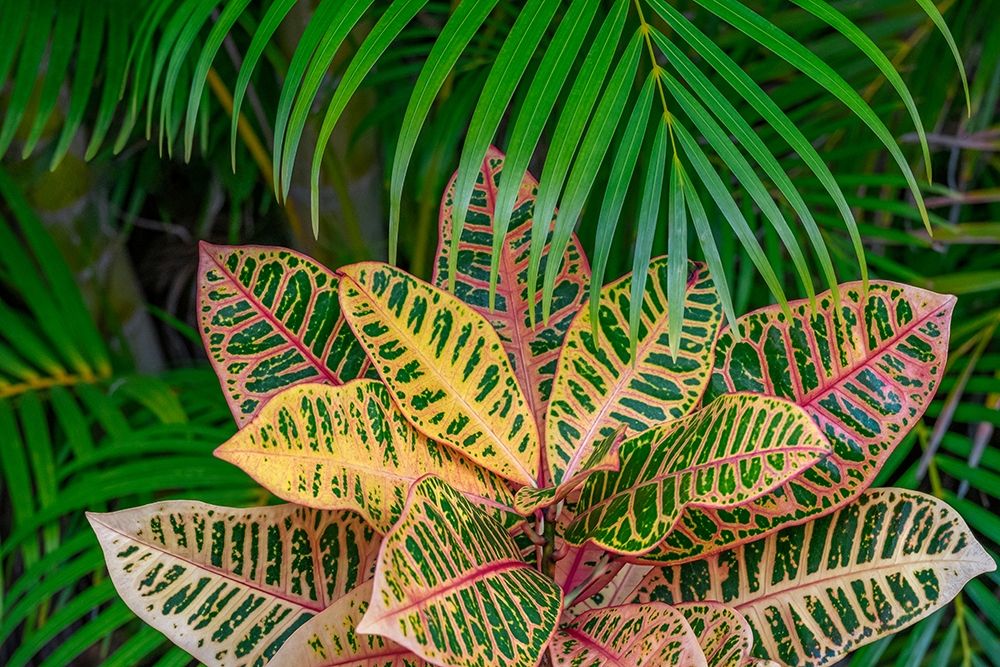 Palm fronds and Croton plants art print by Lisa S. Engelbrecht for $57.95 CAD