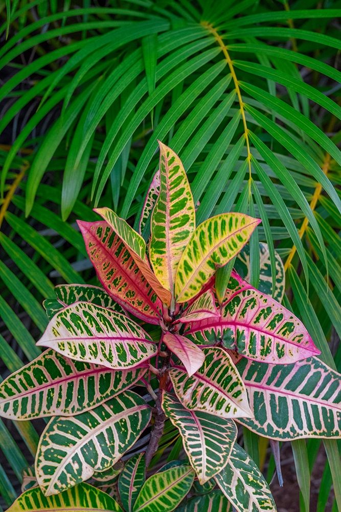 Palm fronds and Croton plants art print by Lisa S. Engelbrecht for $57.95 CAD