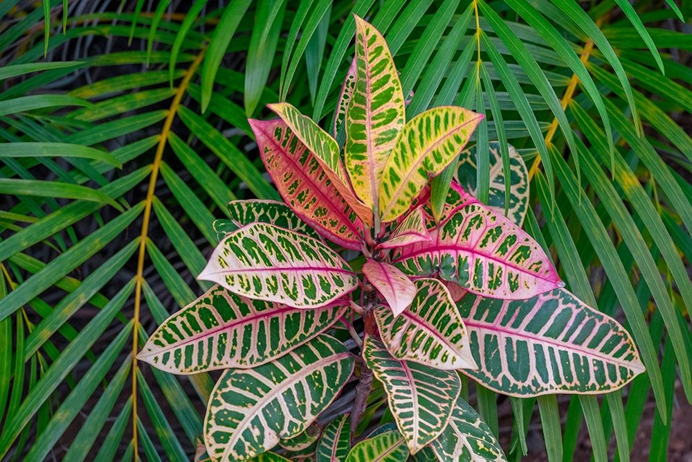 Palm fronds and Croton plants art print by Lisa S. Engelbrecht for $57.95 CAD