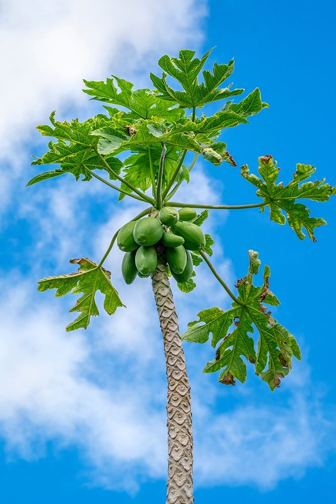 Papaya tree art print by Lisa S. Engelbrecht for $57.95 CAD
