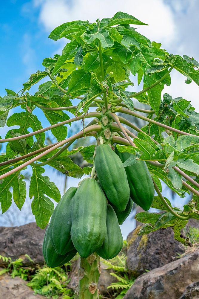 Papaya tree art print by Lisa S. Engelbrecht for $57.95 CAD