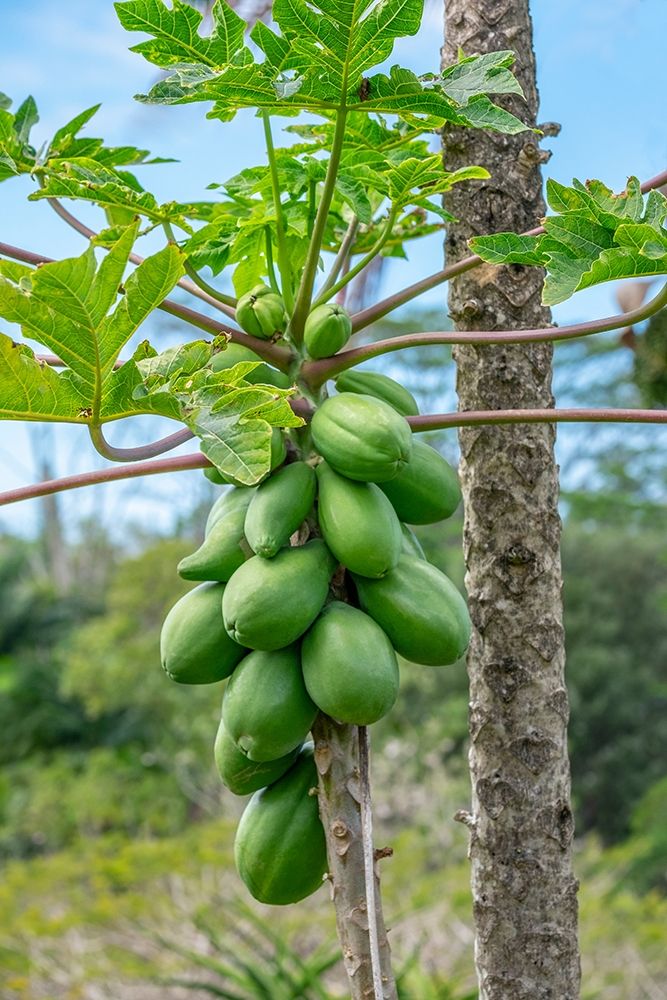 Papaya tree art print by Lisa S. Engelbrecht for $57.95 CAD