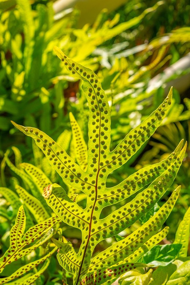 Phymatosorus grossus-Musk Fern art print by Lisa S. Engelbrecht for $57.95 CAD