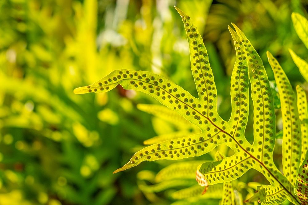 Phymatosorus grossus-Musk Fern art print by Lisa S. Engelbrecht for $57.95 CAD