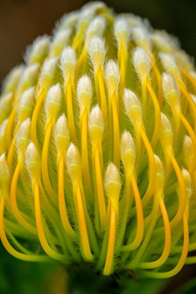 Pincushion flower art print by Lisa S. Engelbrecht for $57.95 CAD