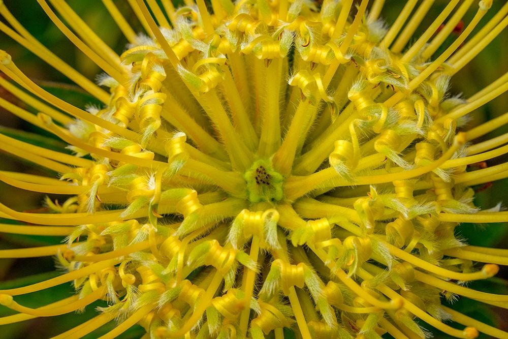 Pincushion flower art print by Lisa S. Engelbrecht for $57.95 CAD