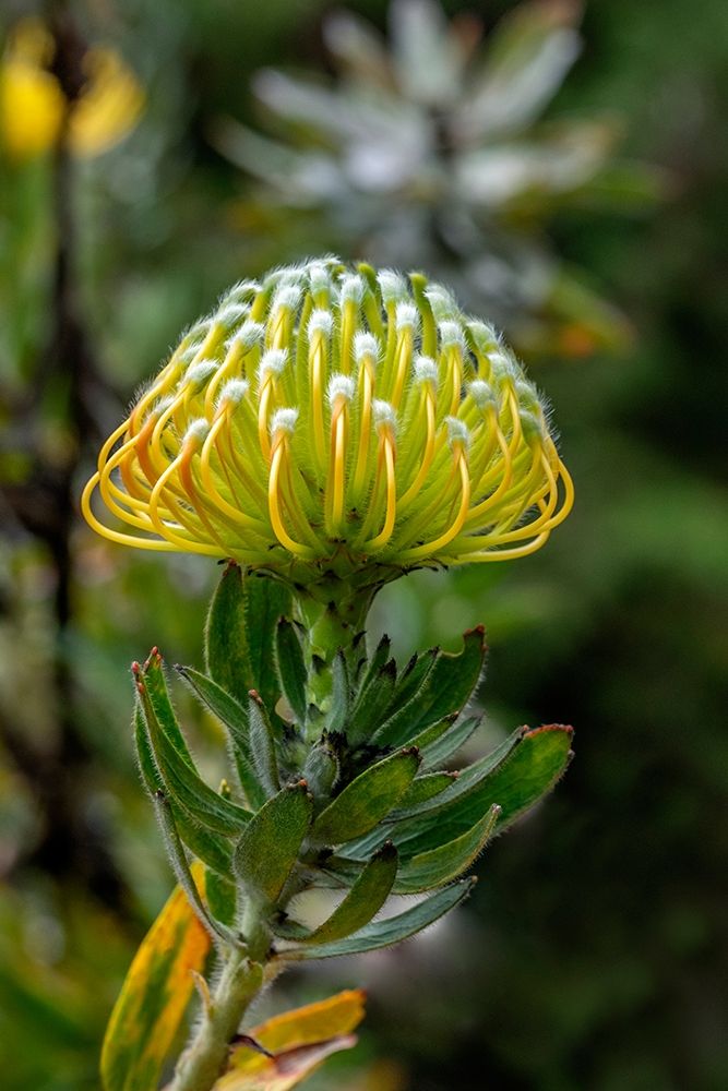 Pincushion flower art print by Lisa S. Engelbrecht for $57.95 CAD