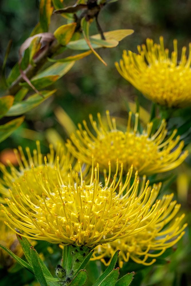 Pincushion flower art print by Lisa S. Engelbrecht for $57.95 CAD