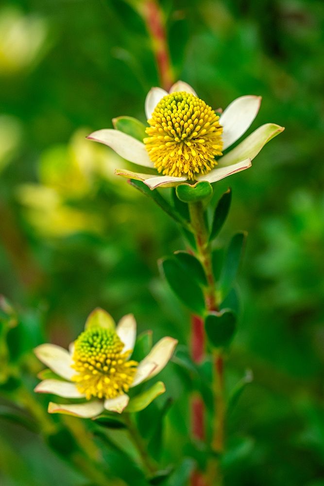 Pincushion flower art print by Lisa S. Engelbrecht for $57.95 CAD