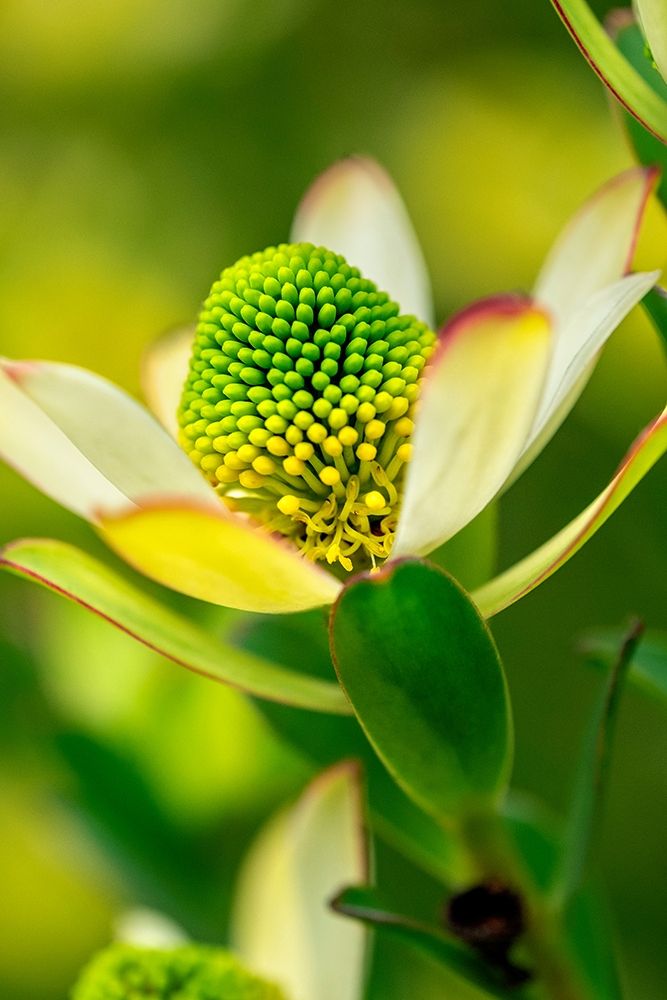 Pincushion flower art print by Lisa S. Engelbrecht for $57.95 CAD