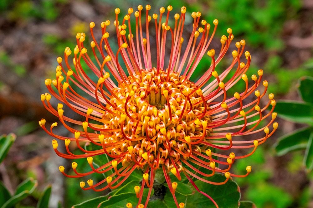 Pincushion Flower art print by Lisa S. Engelbrecht for $57.95 CAD