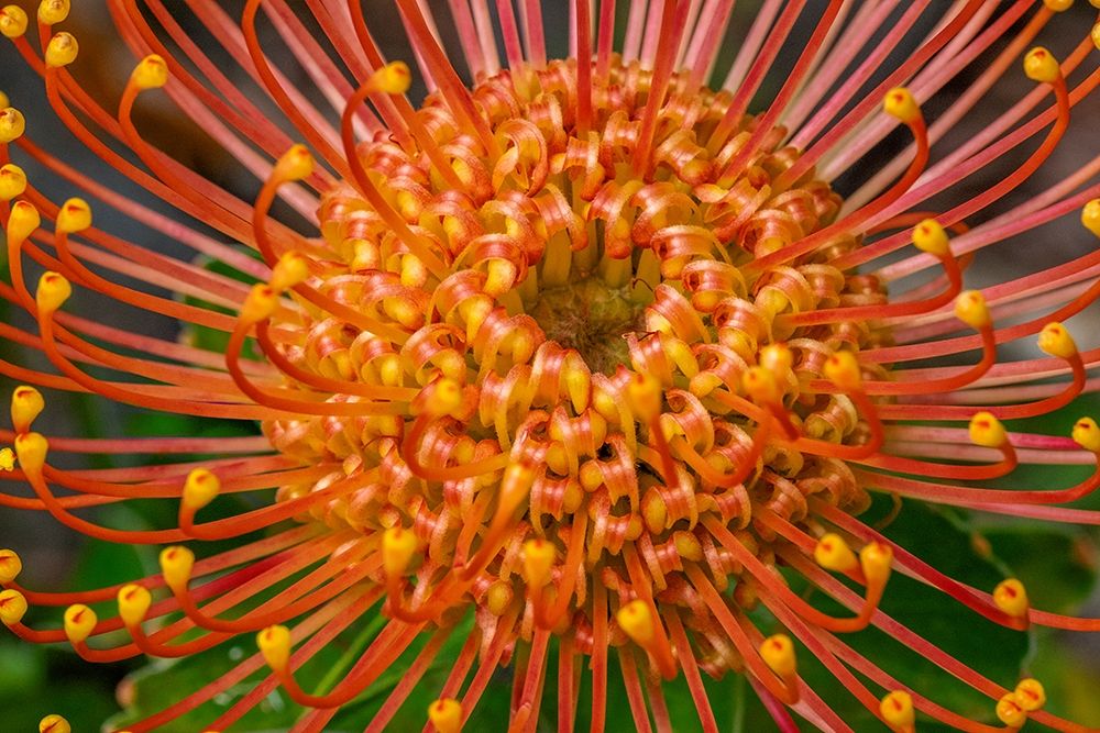 Pincushion Flower art print by Lisa S. Engelbrecht for $57.95 CAD