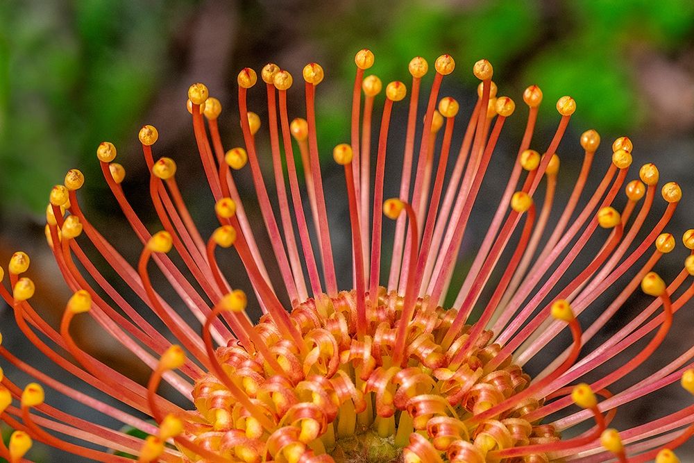 Pincushion Flower art print by Lisa S. Engelbrecht for $57.95 CAD