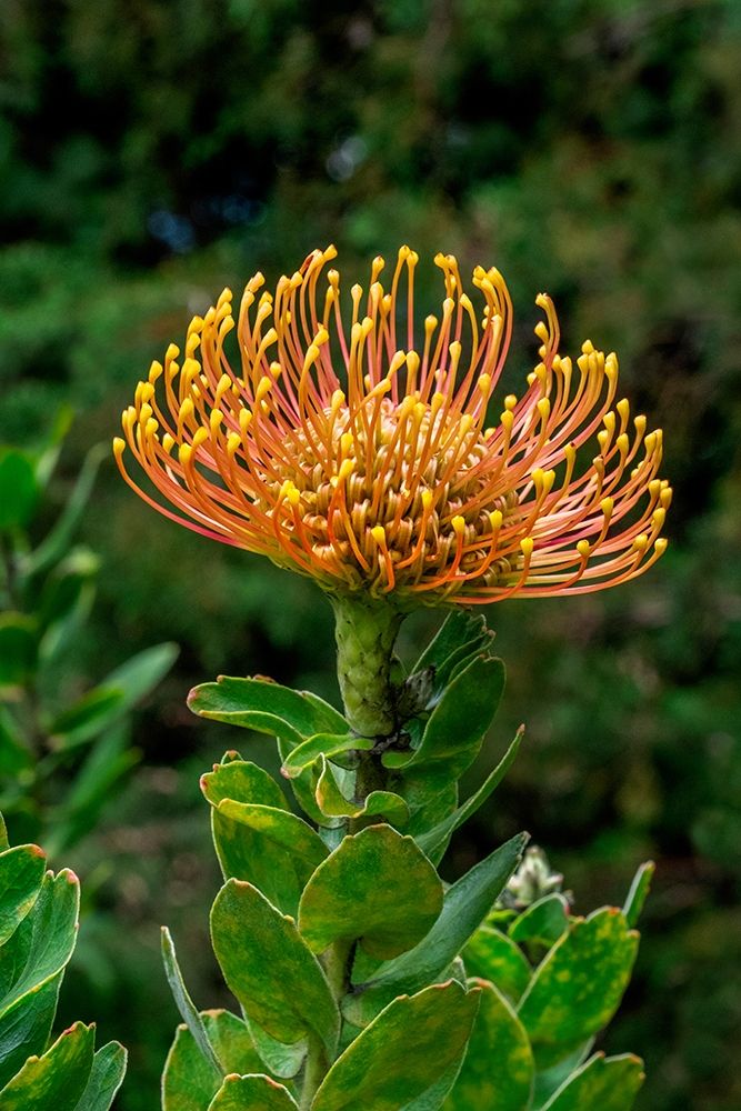 Pincushion Flower art print by Lisa S. Engelbrecht for $57.95 CAD
