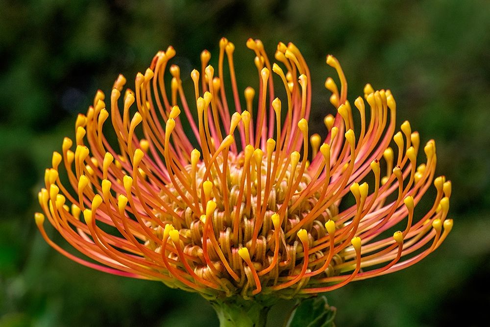 Pincushion Flower art print by Lisa S. Engelbrecht for $57.95 CAD